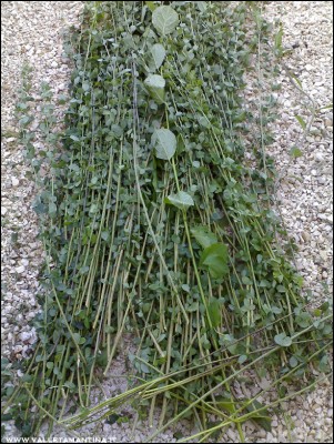 18072016-ramoscelli.jpg (360.52 KiB) Osservato 548 volte 18072016-ramoscelli.jpg