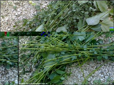 16072016-3.jpg (317.38 KiB) Osservato 548 volte 16072016-3.jpg