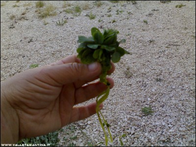 18072016.jpg (280.65 KiB) Osservato 548 volte 18072016.jpg