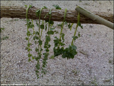 16072016-2.jpg (335.41 KiB) Osservato 548 volte 16072016-2.jpg