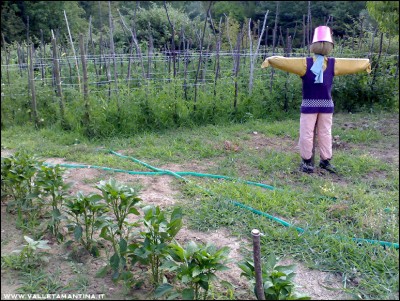 23072016pomodori-peperoncini.jpg (363.36 KiB) Osservato 654 volte 23072016pomodori-peperoncini.jpg