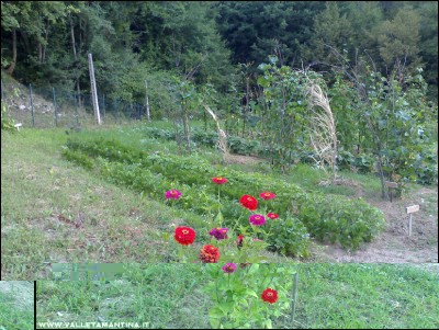 23072016orto2.jpg (338.75 KiB) Osservato 652 volte 23072016orto2.jpg