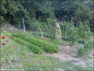 23072016orto.jpg (313.47 KiB) Osservato 652 volte 23072016orto.jpg