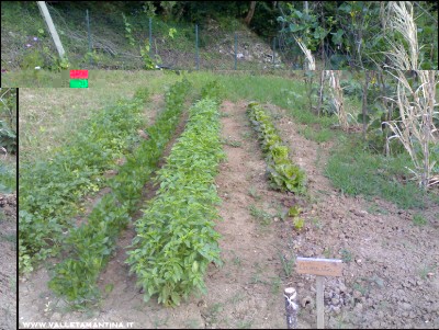 23072016aromatiche.jpg (326.06 KiB) Osservato 652 volte 23072016aromatiche.jpg