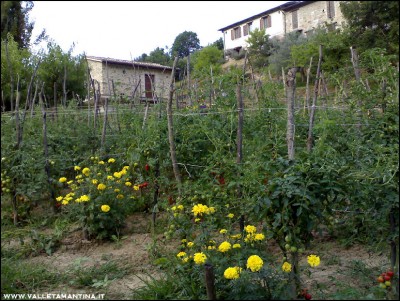 23072016pomodori.jpg (317.51 KiB) Osservato 652 volte 23072016pomodori.jpg