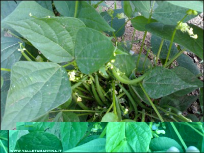 23072016fagiolini-mangiatutto.jpg (220.99 KiB) Osservato 650 volte 23072016fagiolini-mangiatutto.jpg