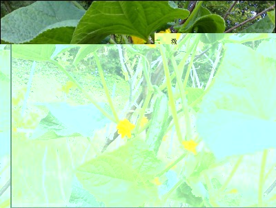 23072016cetrioli.jpg (278.39 KiB) Osservato 650 volte 23072016cetrioli.jpg