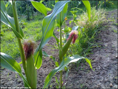 23072016mais.jpg (363.82 KiB) Osservato 650 volte 23072016mais.jpg