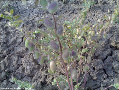 23072016ceci-neri.jpg (295.5 KiB) Osservato 650 volte 23072016ceci-neri.jpg