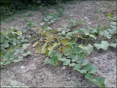 23072016problema-zucca.jpg (296.95 KiB) Osservato 648 volte 23072016problema-zucca.jpg