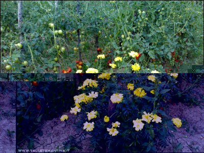 23072016pomodori-tagete.jpg (377.07 KiB) Osservato 648 volte 23072016pomodori-tagete.jpg