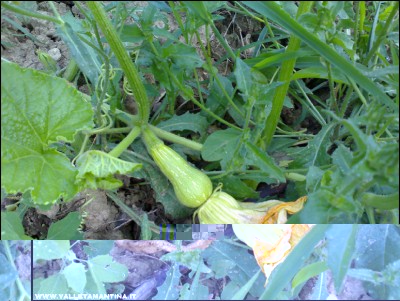 23072016zucca-collo-oca.jpg (255.64 KiB) Osservato 648 volte 23072016zucca-collo-oca.jpg