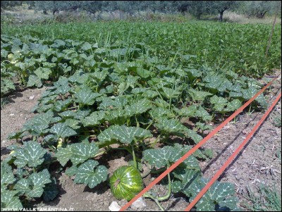 24072016zucche-borlotti.jpg (365.52 KiB) Osservato 646 volte 24072016zucche-borlotti.jpg