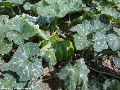 24072016zucca-moscata.jpg (301.28 KiB) Osservato 646 volte 24072016zucca-moscata.jpg
