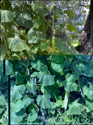 24072016zucca-lagenaria.jpg (340.46 KiB) Osservato 646 volte 24072016zucca-lagenaria.jpg