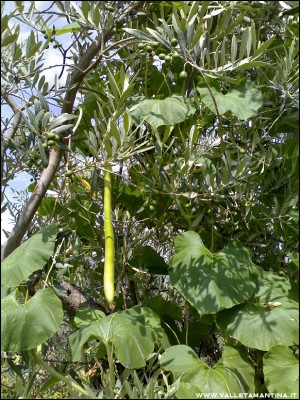 24072016zucca-lagenaria2.jpg (351.62 KiB) Osservato 646 volte 24072016zucca-lagenaria2.jpg