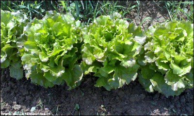 24072016insalata.jpg (267.73 KiB) Osservato 645 volte 24072016insalata.jpg