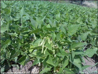 24072016borlotti.jpg (333.36 KiB) Osservato 645 volte 24072016borlotti.jpg