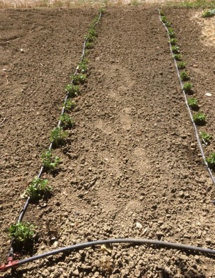 Fagioli a sinistra e fagiolini a destra / image.jpeg image.jpeg