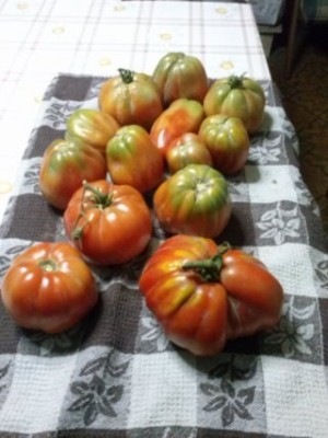 CAM02370 (FILEminimizer).jpg (30.44 KiB) Osservato 534 volte CAM02370 (FILEminimizer).jpg