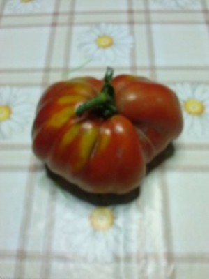 un pomodoro peso 500 grammi / CAM02368 (FILEminimizer).jpg CAM02368 (FILEminimizer).jpg