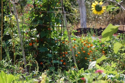 241.JPG (343.31 KiB) Osservato 665 volte 241.JPG