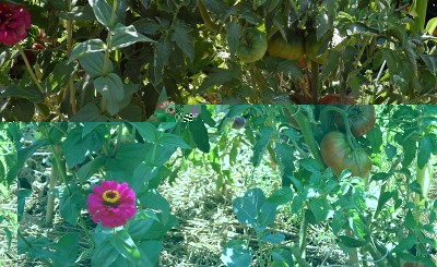 243.JPG (281.65 KiB) Osservato 665 volte 243.JPG