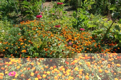 244.JPG (237.91 KiB) Osservato 665 volte 244.JPG