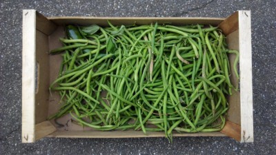 Fagiolini, fagiolini ovunque / IMG_20160809_183602.jpg IMG_20160809_183602.jpg