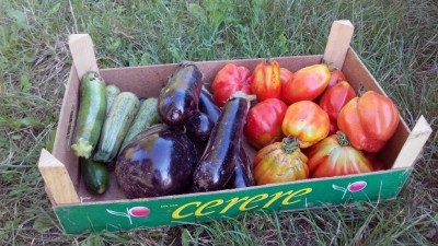 Raccolto / IMG_20160811_084843.jpg IMG_20160811_084843.jpg