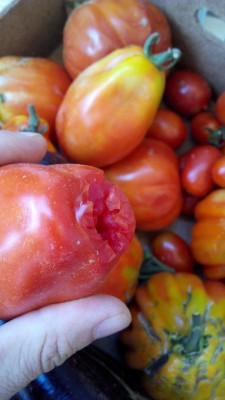 Pomodoro smangiucchiato / IMG_20160811_091300.jpg IMG_20160811_091300.jpg