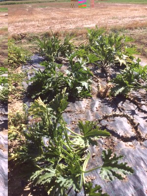 Zucchine vecchie ripulite / image.jpeg image.jpeg