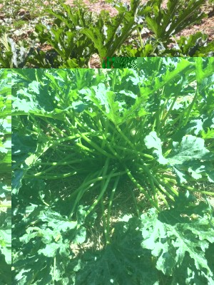 image.jpeg (189.1 KiB) Osservato 504 volte image.jpeg