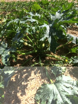 image.jpeg (197.49 KiB) Osservato 504 volte image.jpeg