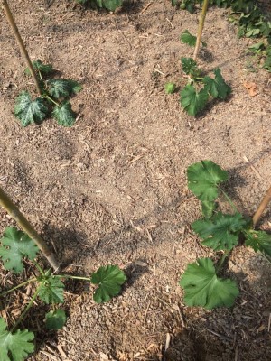 Zucchine in serra / image.jpeg image.jpeg