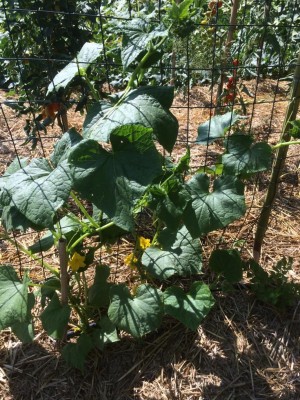 Cetrioli in esterno / image.jpeg image.jpeg