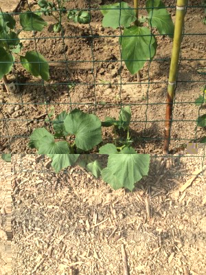 Cetrioli in serra / image.jpeg image.jpeg