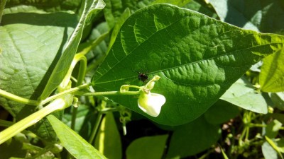 Ospiti fagiolini / IMG_20160812_151216.jpg IMG_20160812_151216.jpg