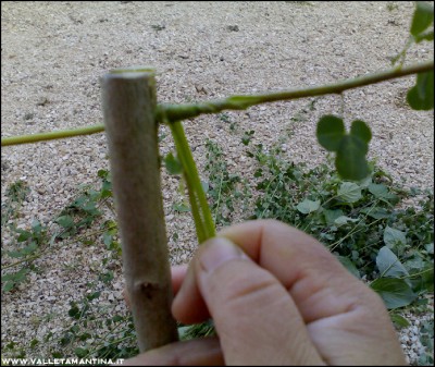 16072016-4.jpg (239.56 KiB) Osservato 584 volte 16072016-4.jpg