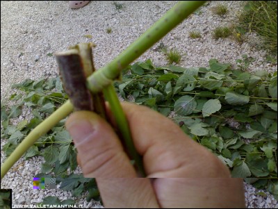 02082016-4808.jpg (253 KiB) Osservato 584 volte 02082016-4808.jpg