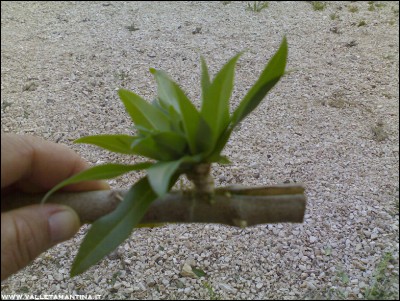 18072016-2.jpg (291.46 KiB) Osservato 584 volte 18072016-2.jpg