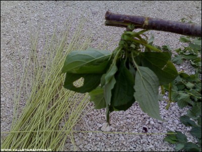 02082016-4805.jpg (279.73 KiB) Osservato 582 volte 02082016-4805.jpg