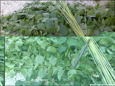 02082016-4801.jpg (273.17 KiB) Osservato 582 volte 02082016-4801.jpg