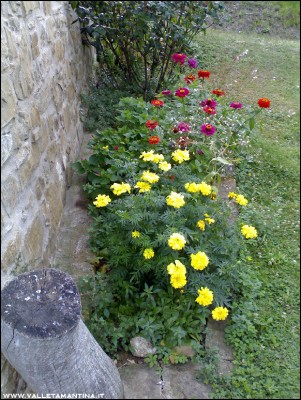 24072016aiuola.jpg (340.7 KiB) Osservato 576 volte 24072016aiuola.jpg