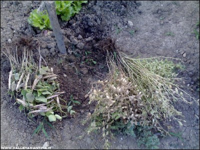 26072016ceci-borlotti.jpg (306.69 KiB) Osservato 576 volte 26072016ceci-borlotti.jpg