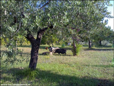 30072016maialini.jpg (393.08 KiB) Osservato 576 volte 30072016maialini.jpg