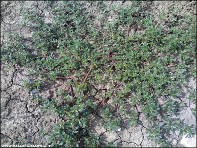 01082016portulaca.jpg (397.46 KiB) Osservato 576 volte 01082016portulaca.jpg