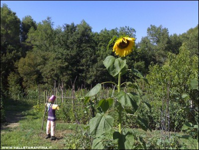 29072016orto.jpg (305.45 KiB) Osservato 575 volte 29072016orto.jpg