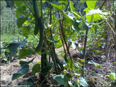 01082016cetrioli.jpg (380.95 KiB) Osservato 575 volte 01082016cetrioli.jpg