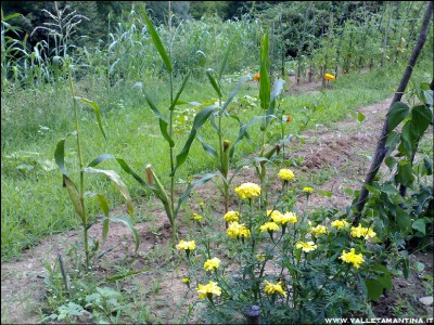 01082016mais-saggina.jpg (398.7 KiB) Osservato 575 volte 01082016mais-saggina.jpg